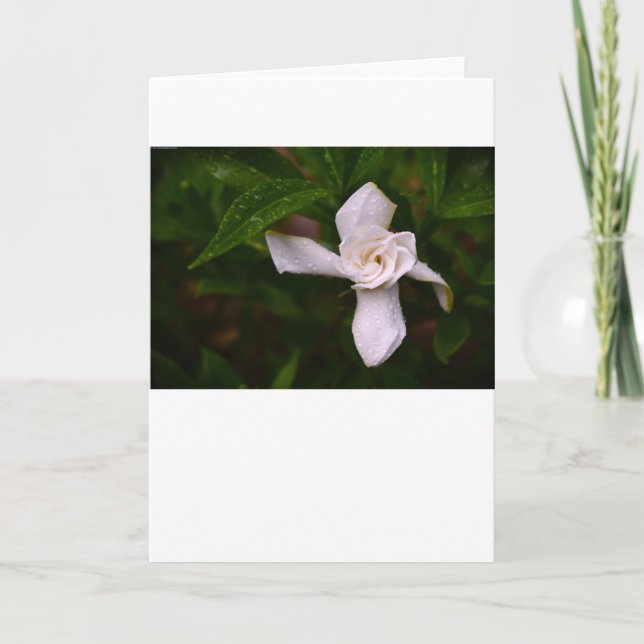 Gardenia, carte (Devant)