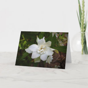 Gardenia, carte