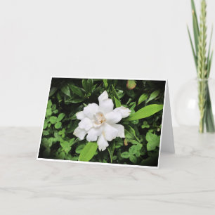 Gardenia, carte