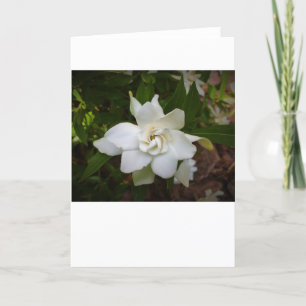 Gardenia, carte