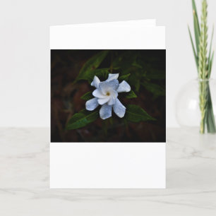 Gardenia, carte