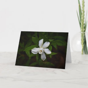 Gardenia, carte