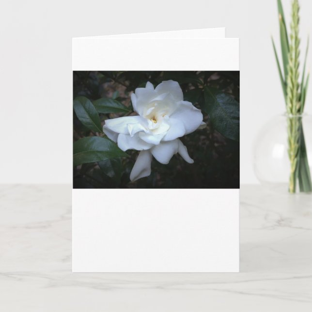 Gardenia, carte (Devant)