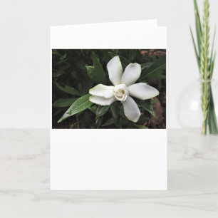 Gardenia, carte