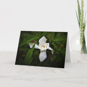 Gardenia, Karte