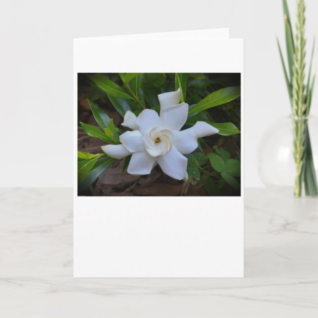 Gardenia, Karte (Vorderseite)
