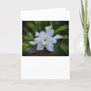 Gardenia, Karte