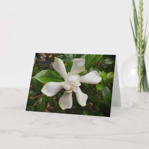 Gardenia, Karte