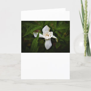 Gardenia, Karte