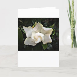Gardenia, Karte