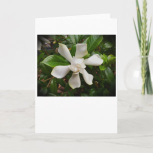 Gardenia, Karte