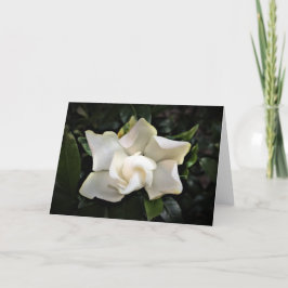 Gardenia, Karte