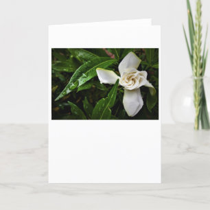 Gardenia, Karte