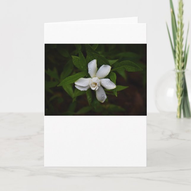 Gardenia, Karte (Vorderseite)