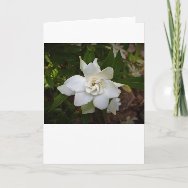 Gardenia, Karte (Vorderseite)