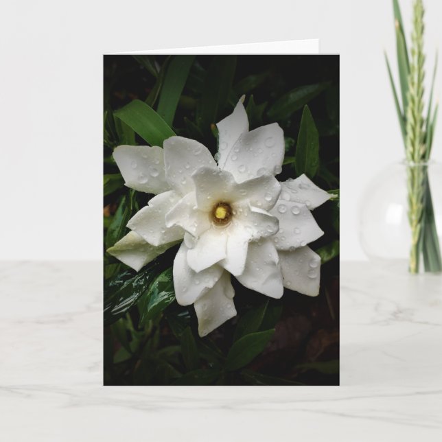 Gardenia, Karte (Vorderseite)