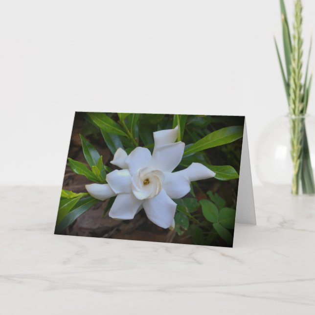 Gardenia, Karte (Vorderseite)
