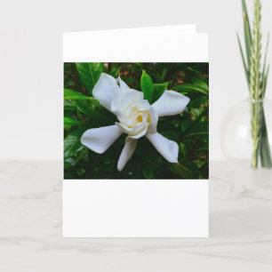 Gardenia, Karte