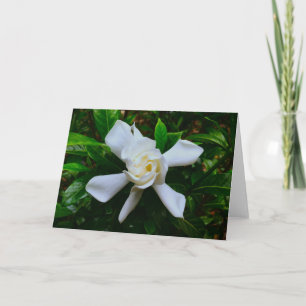 Gardenia, Karte