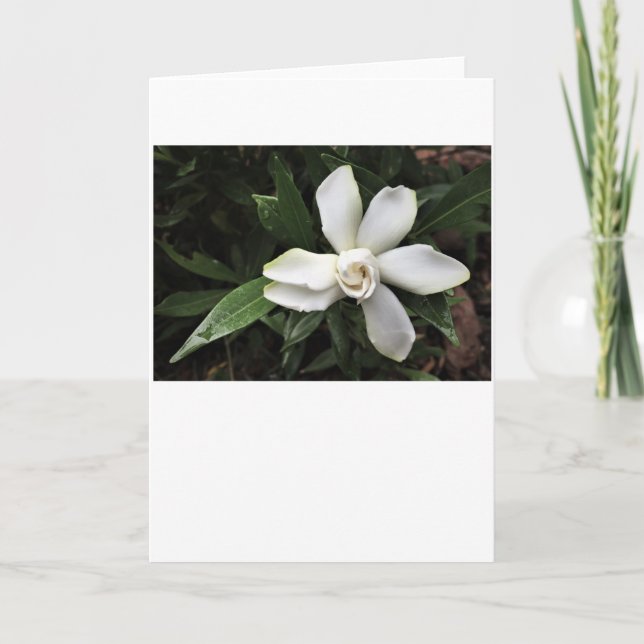 Gardenia, Karte (Vorderseite)