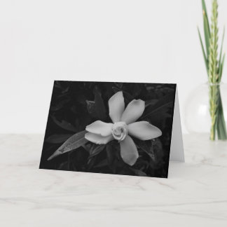 Gardenia - noir, card karte