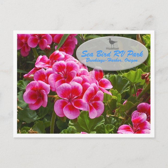 Gardenia Postcard Postkarte (Vorderseite)