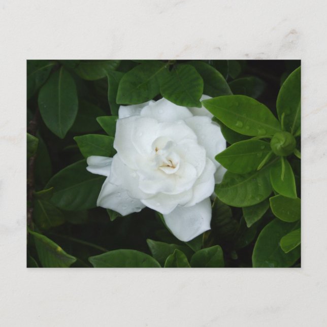 Gardenia Postcard Postkarte (Vorderseite)