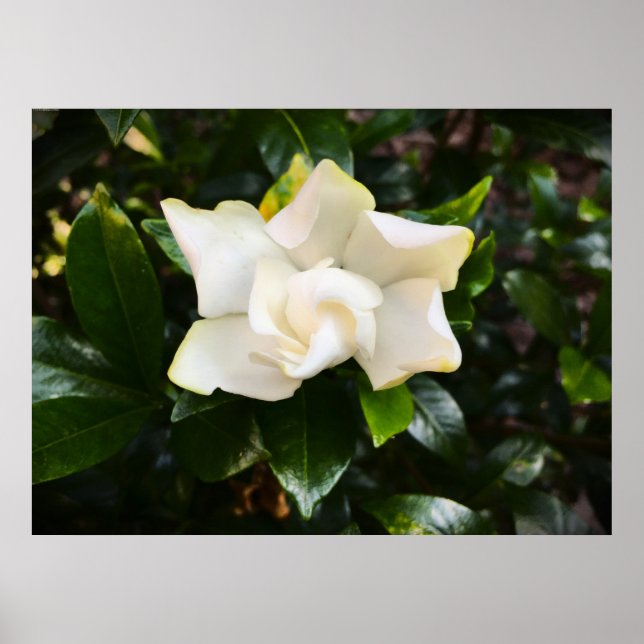 Gardenia, Poster (Vorne)