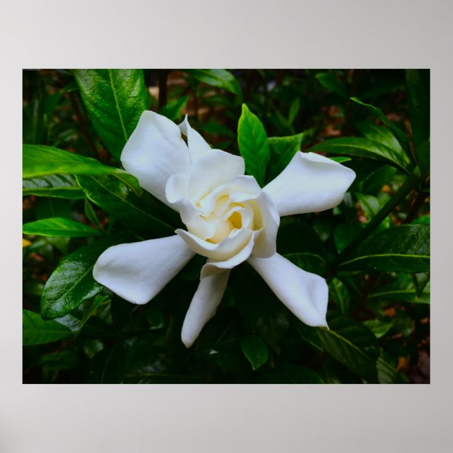 Gardenia, Poster (Vorne)