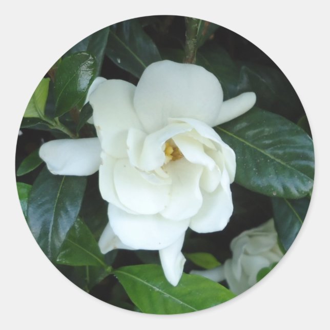 Gardenia Runder Aufkleber (Vorderseite)