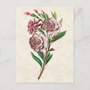 Gardenia Vintag Botanisch Postkarte