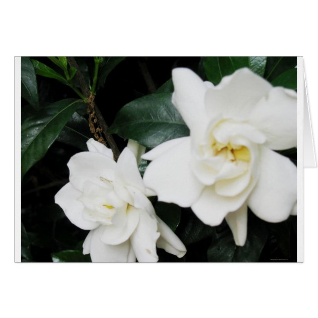 Gardenias (Vorderseite (Horizontal))
