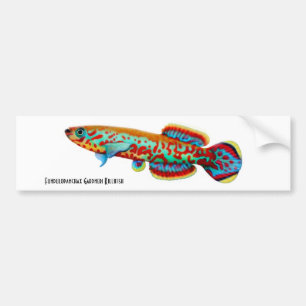 Gardneri Killifish-Autoaufkleber Autoaufkleber