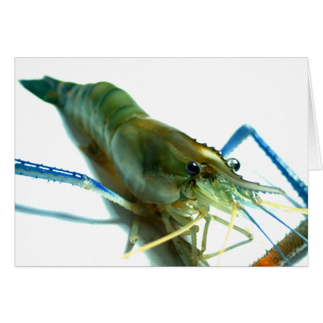 Garnele (Vorderseite (Horizontal))