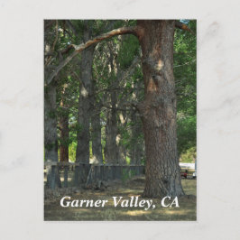 Garner Valley, CA Postcard Postkarte