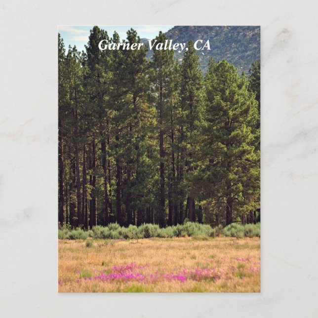 Garner Valley, CA Postkarte (Vorderseite)