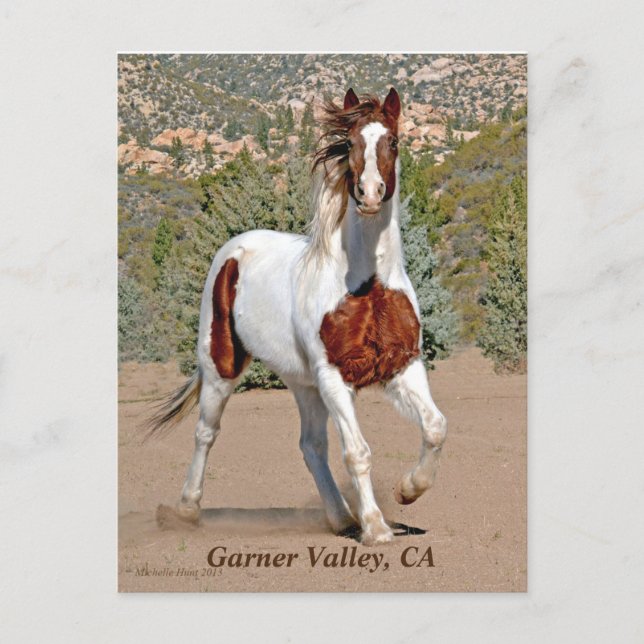 Garner Valley Postcard Postkarte (Vorderseite)