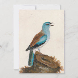 Garrulous Roller   William Lewin