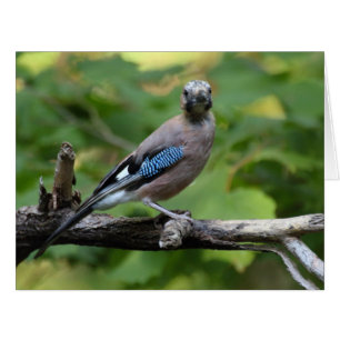 Garrulus glandarius - Eichelhäher