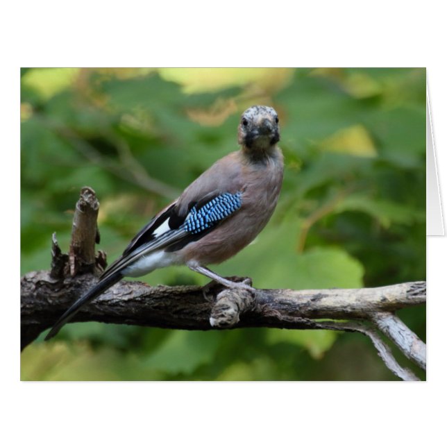 Garrulus glandarius - Eichelhäher (Vorderseite (Horizontal))