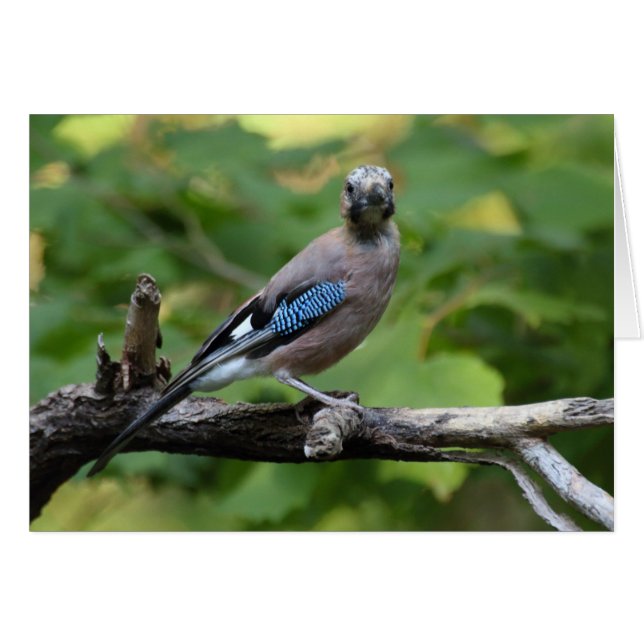 Garrulus glandarius - Eichelhäher (Devant Horizontal)
