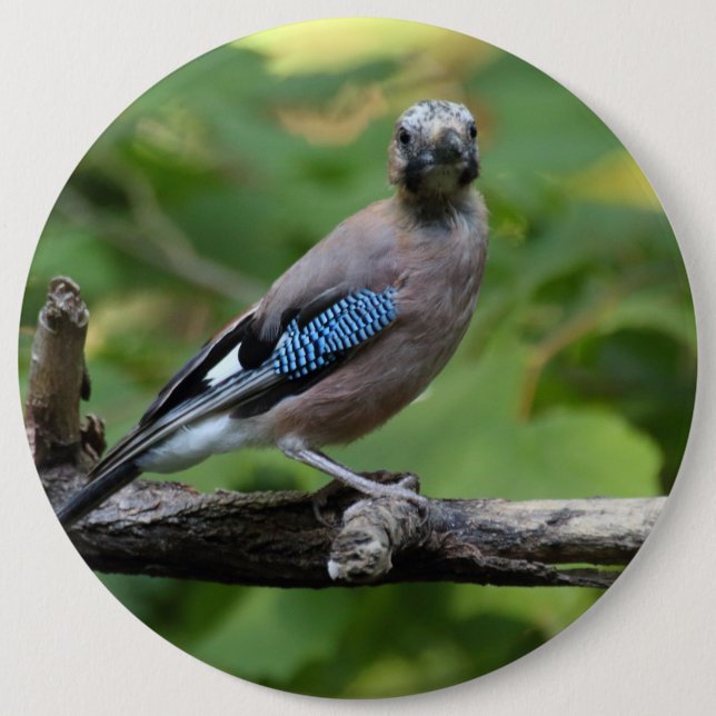Garrulus glandarius - Eichelhäher Button (Vorderseite)