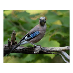Garrulus glandarius - Eichelhäher Poster