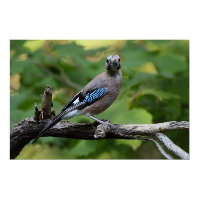 Garrulus glandarius - Eichelhäher Poster (Vorderseite)