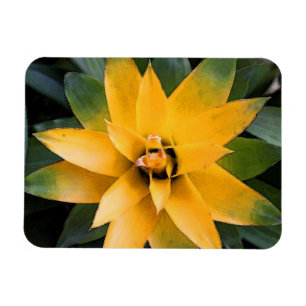Garten-Blattpflanze gelbe Blätter, Magnet