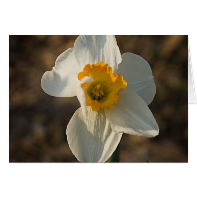 Garten-Blume (Vorderseite (Horizontal))