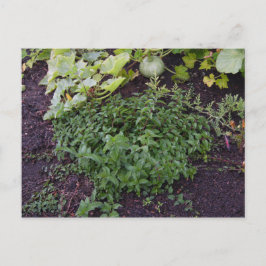 Garten der Münze Postkarte