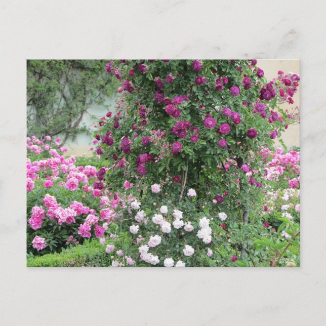 Garten der Rose Postkarte (Vorderseite)
