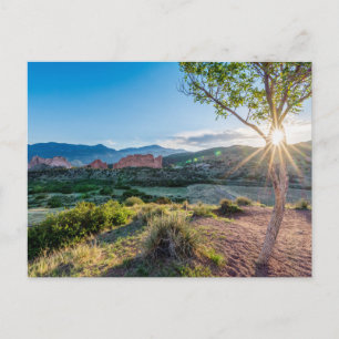 Garten des Gottes Tree Sunburst Postkarte