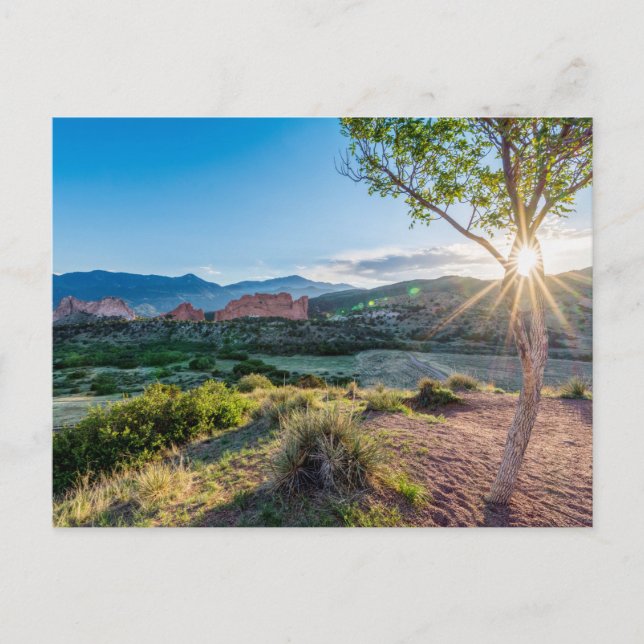Garten des Gottes Tree Sunburst Postkarte (Vorderseite)
